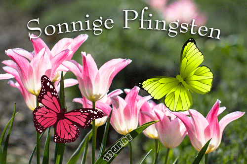 pfingsten-00025.gif