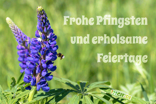 pfingsten-00027.gif